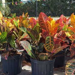 Croton Magnificent - 3gl