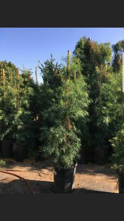 Podocarpus