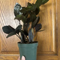 Black Raven Zz Plant