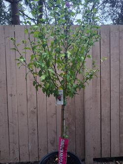 Rose of Sharon  Tree - purple blooms - super healthy - retails for $129.99