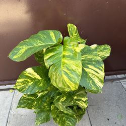 10” Hawaiian Pothos Big Leafs