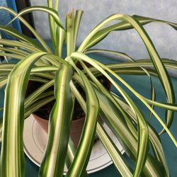 Planta De La Araña