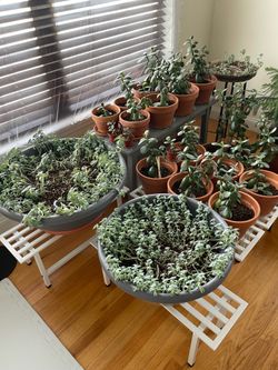 Jade and Succulent Plants