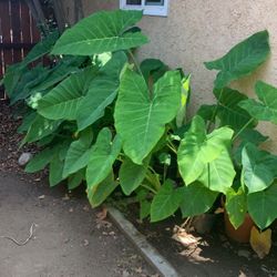 Elephant Ear Plants