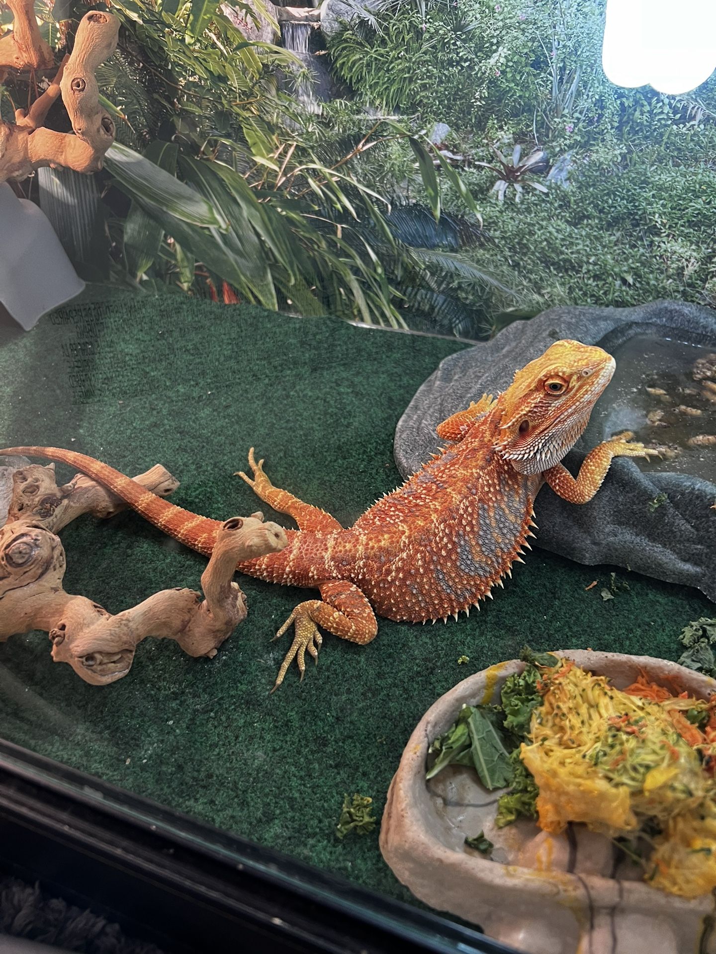 Bearded Dragon Cage for Sale in Riverside, CA OfferUp