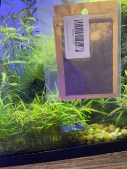 Aquarium Water Grass Seed