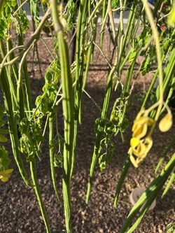 Moringa pods - drumsticks