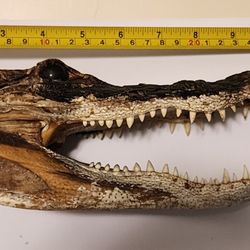 Genuine Florida Alligator Head.