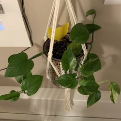 Marble Pothos Plant