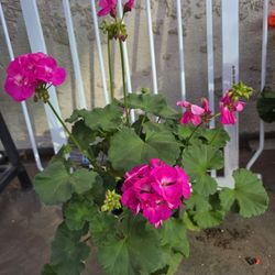 Pink Geranium in 1 gallon pot - Geranio