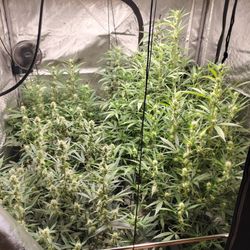 Indoor Grow Equipment Hlg Ac Infinity 