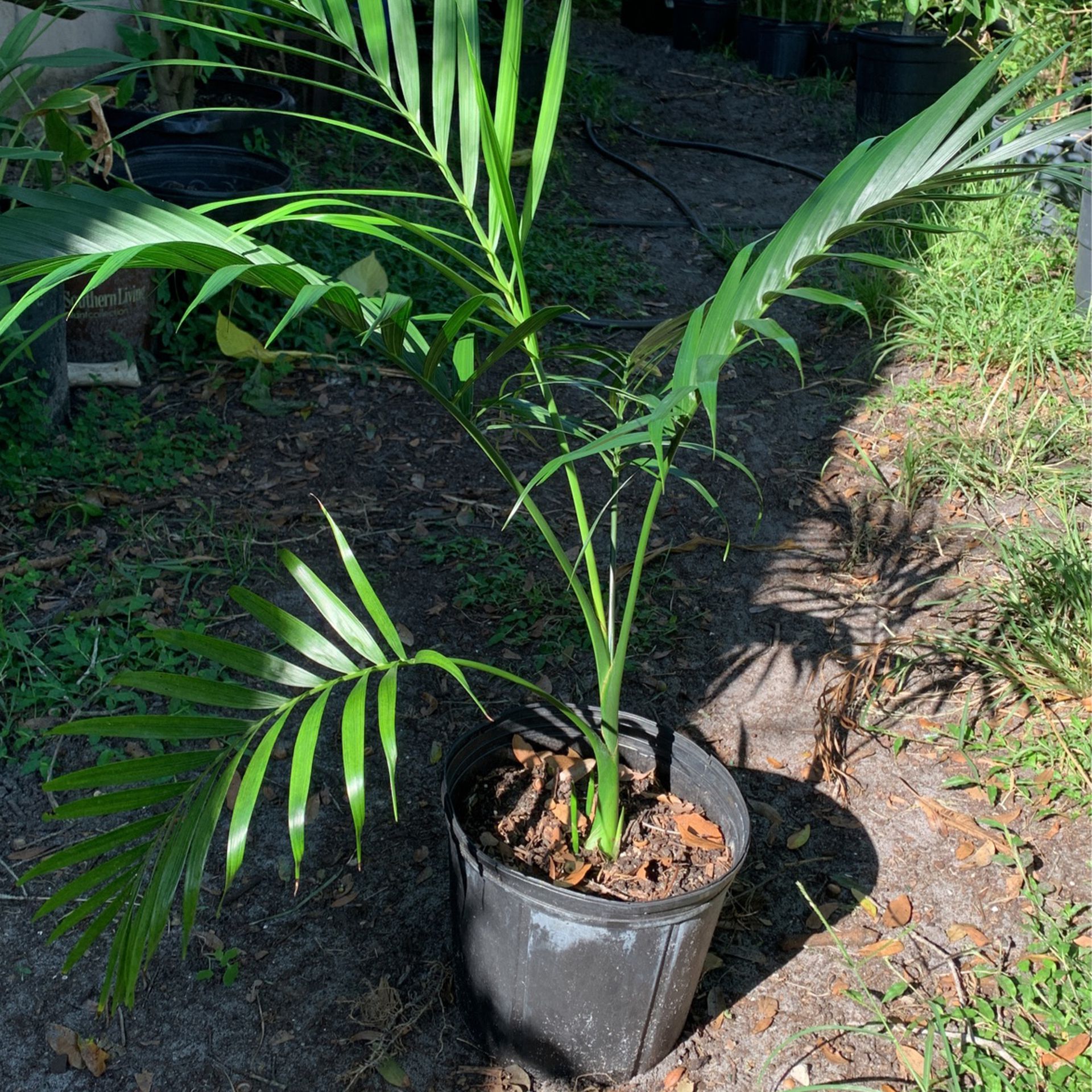 3 gallon cat Palm 