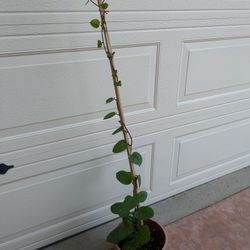 Potted Malabar Spinach Plant