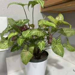 Mixed Syngonium (Arrowhead Plant) – Full & Healthy