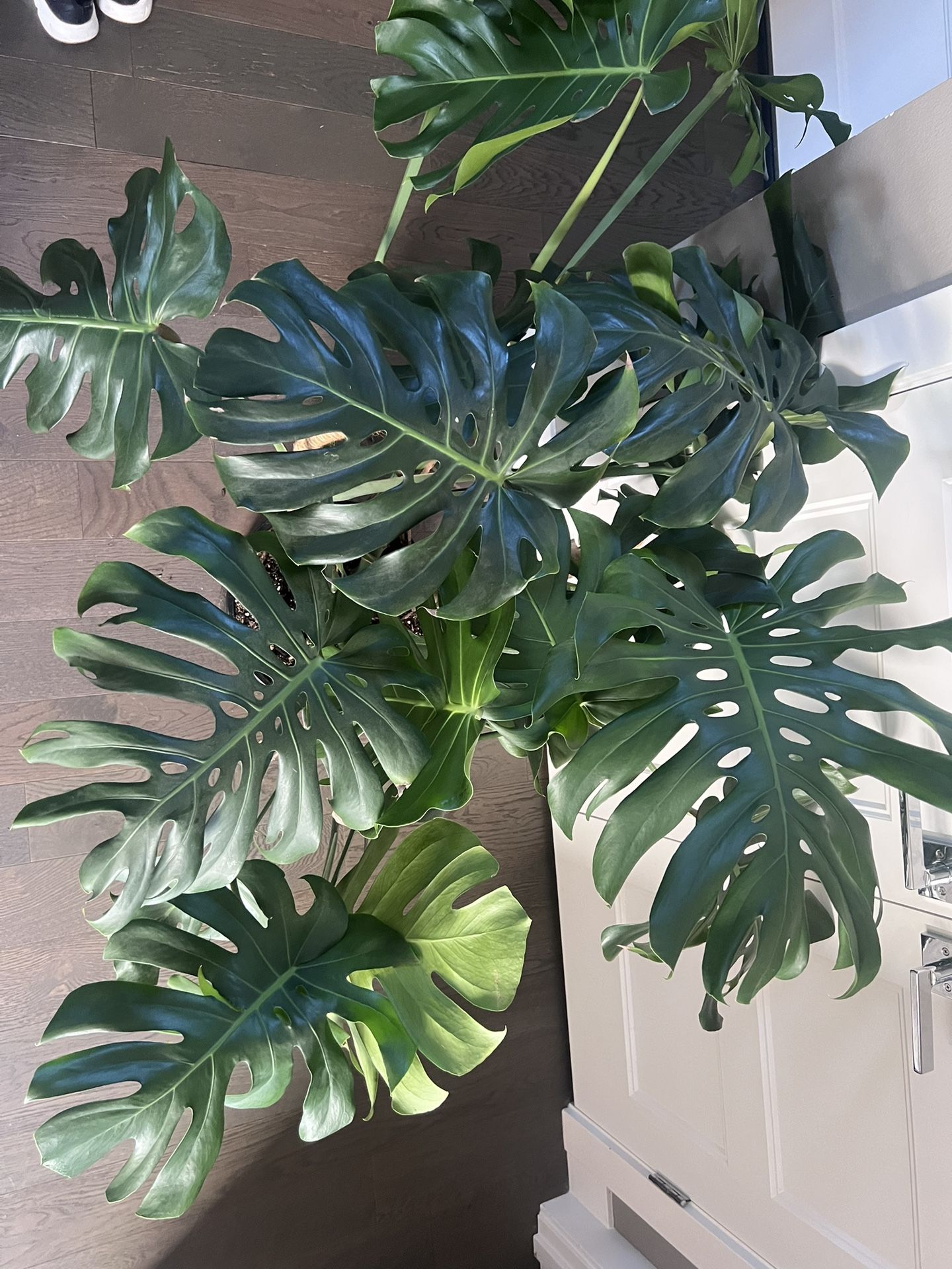 Monstera Deliciosa