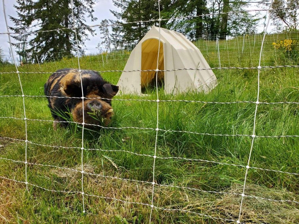 EZ Hutch Hog Hutches