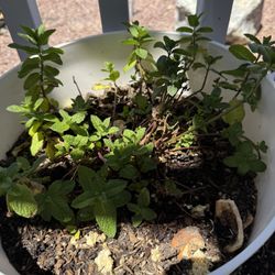 Mint Plant 10