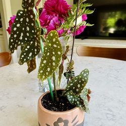 Polka Dots Begonia