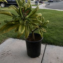 Plumeria Plants 