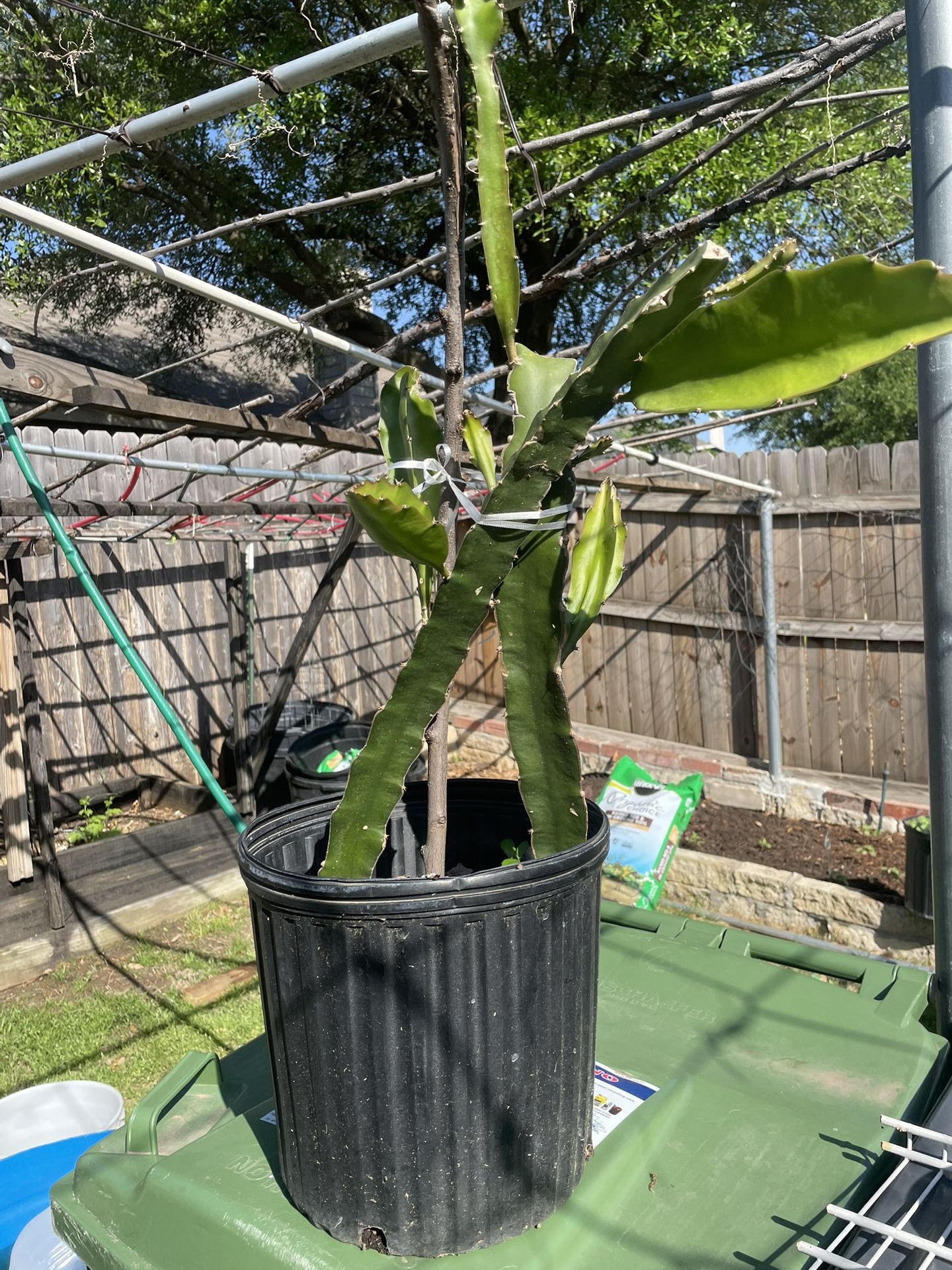 Dragon Fruit Plant