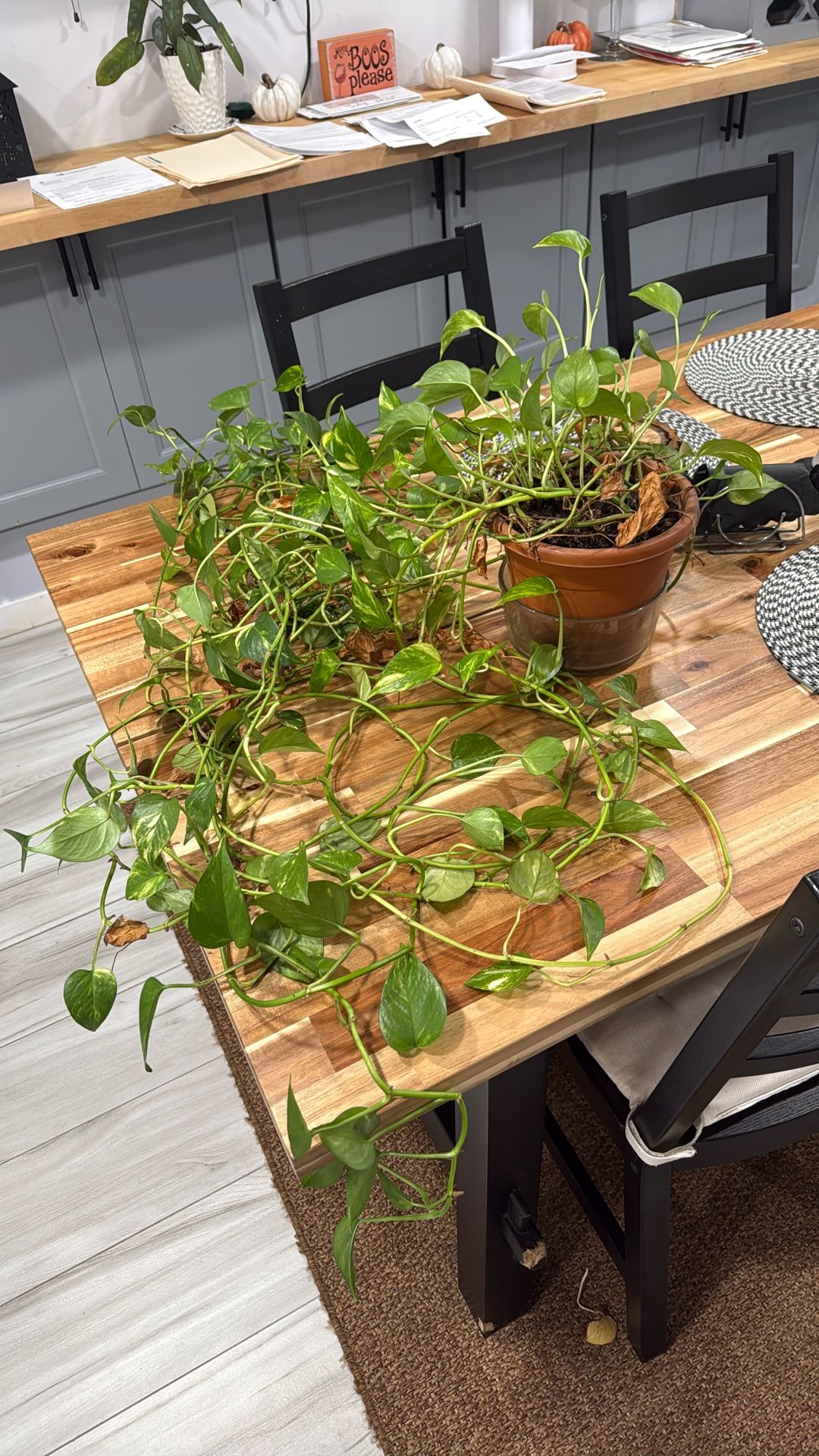 Plant
