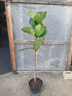 Fiddle Leaf Plant 5.5 ft tall 10" Nursery Pot