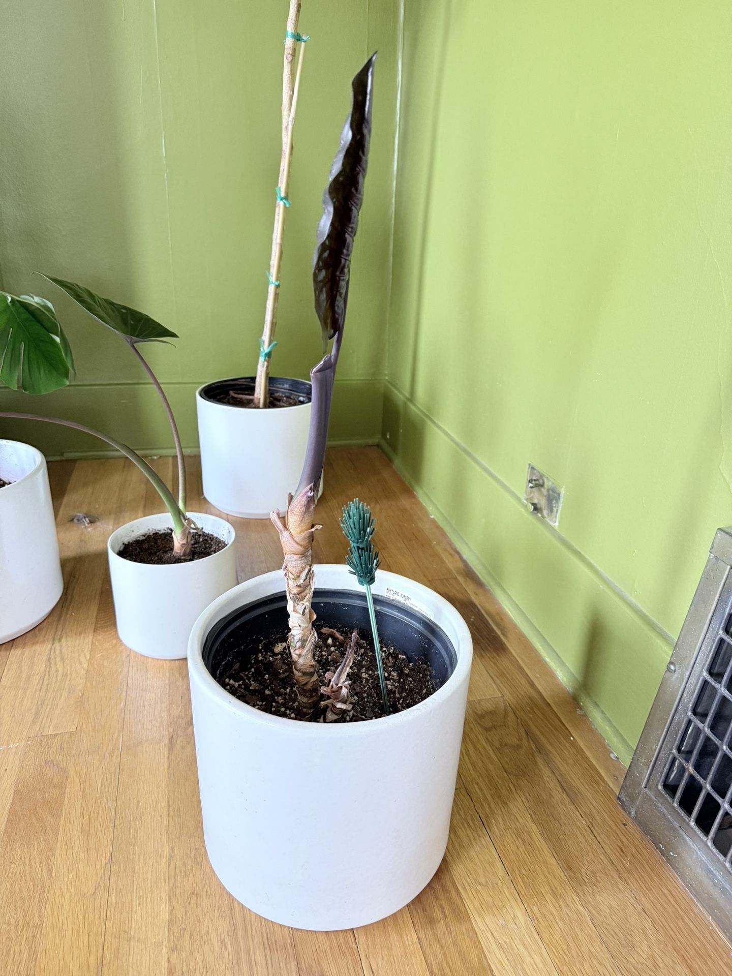 Alocasia Plant