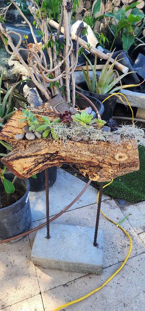 Custom log planter w/ succulent  and concrete stand
