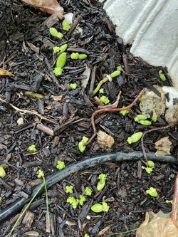 Burro’s Tail Babies
