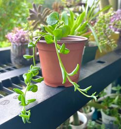 String Of  Dolphins 🐬 Plant 