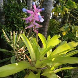 Lovely Small Spineless Bromeliad Potted Plant