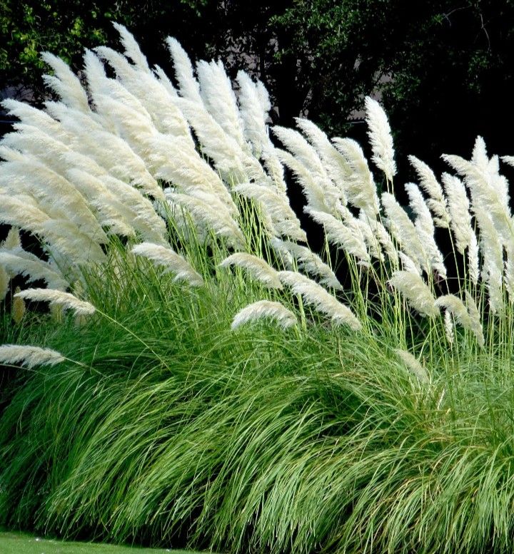 Pampas Grass Plants