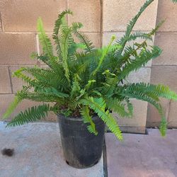 Fern Plant