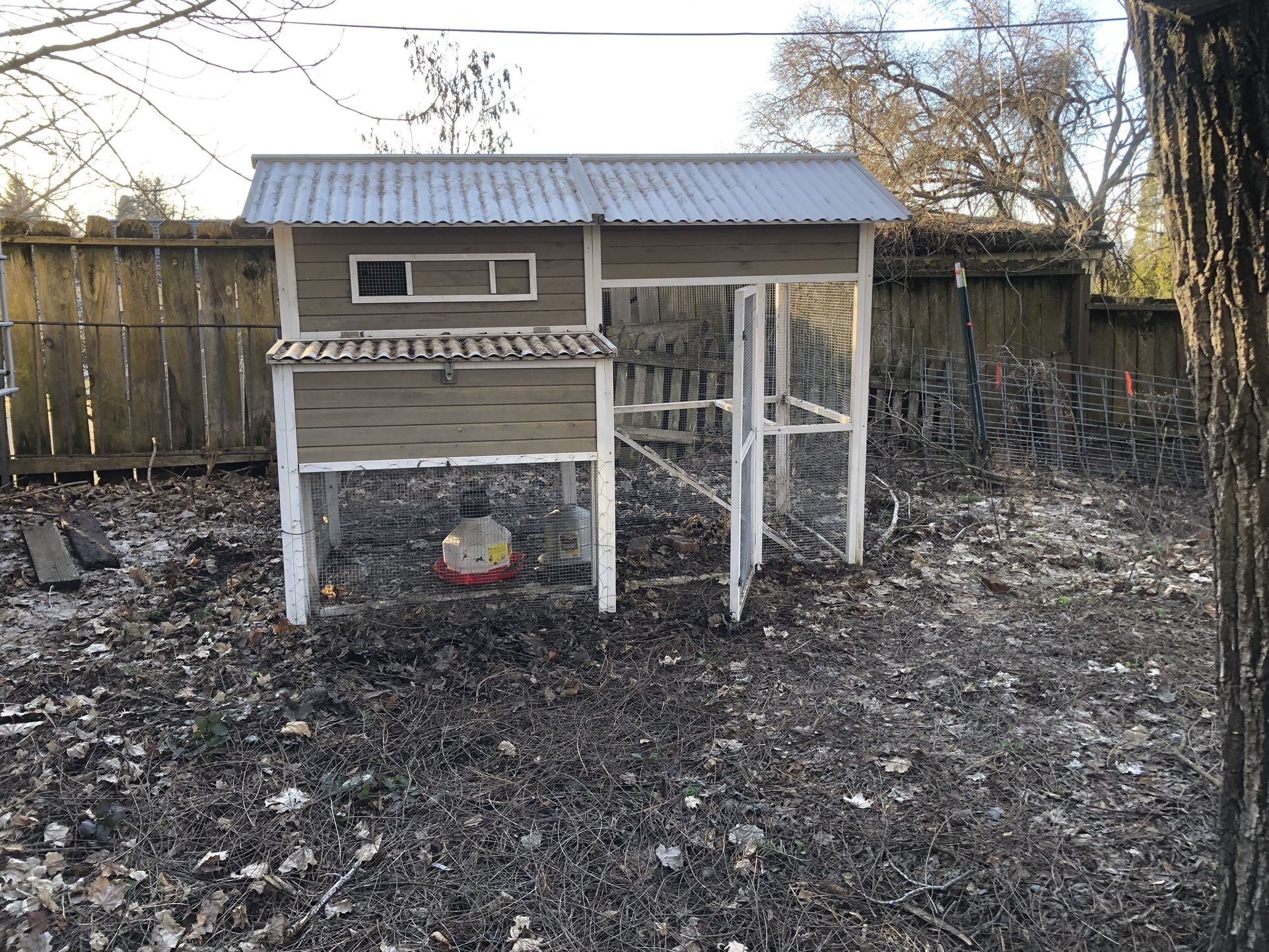 Backyard Chicken Coop