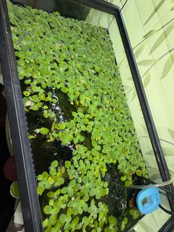 Floating lettuce