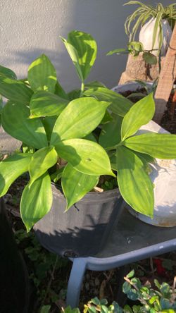 Plant