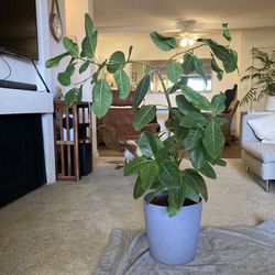 4ft Plant - Ficus Audrey
