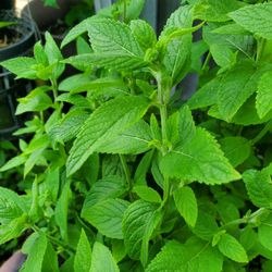 Plantas ,yerbabuena,poleo,albacar, Lilas,oreja De Elefante