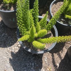 Foxtail Fern