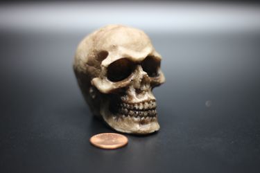 Resin Skull