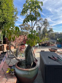 Large plant and large pot in one