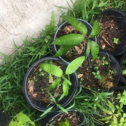 Plantitas De Mango 