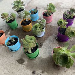 Cute Succulents