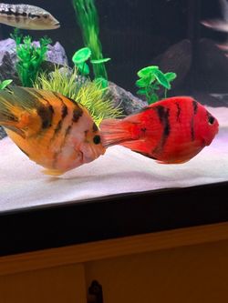 Tiger Parrot Fish Tank