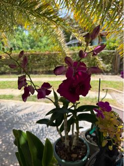 Orchids