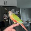 Oscar