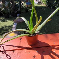 $4 áloe plant