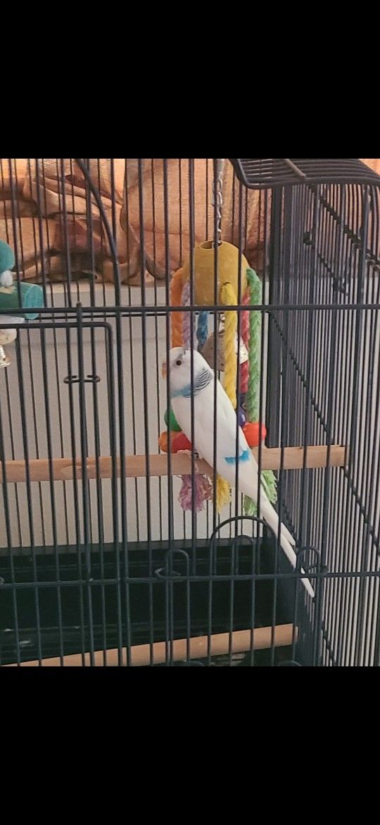 Bird Cage
