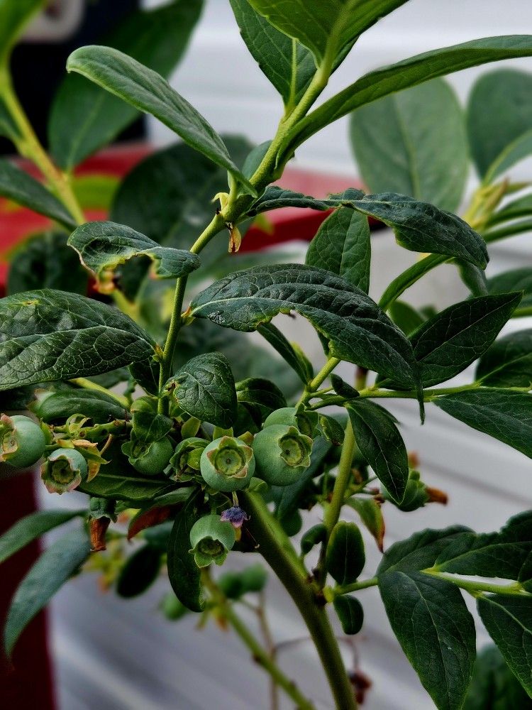 6 GALLON Blueberry Plants Burlington