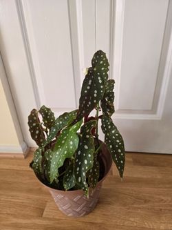 Polka Dot Begonia Live Plant